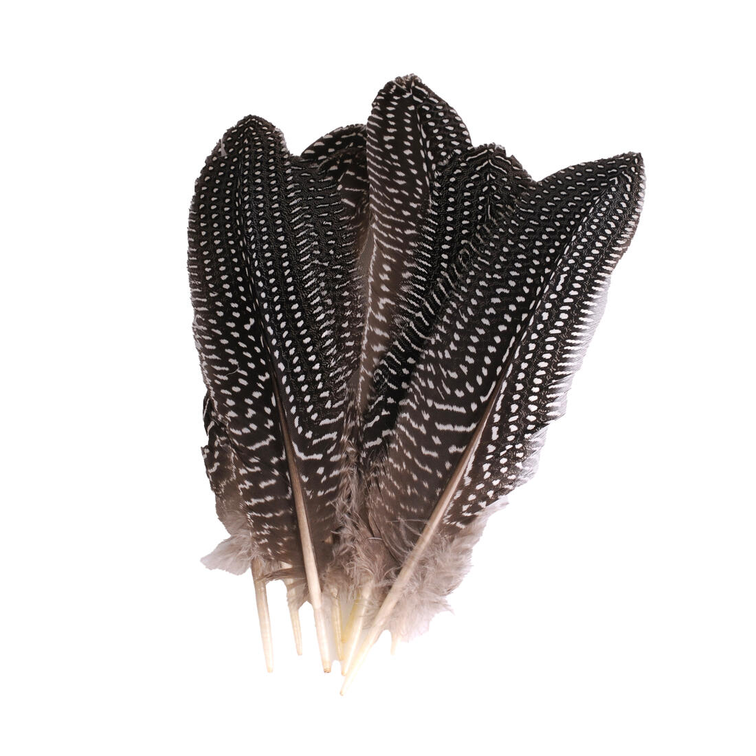 Krea Feathers pluim parelhoen 15-20 cm 8 stuks naturel